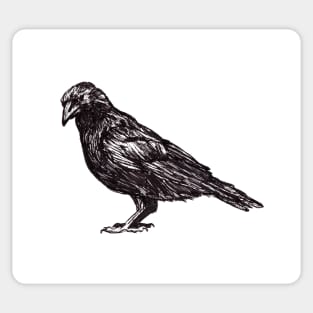 Crow Sticker